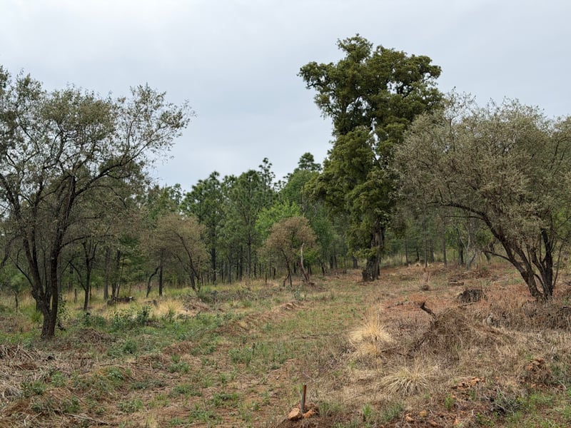 Terreno en venta dentro del bosque , foto 8 de 8
