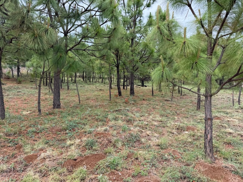Terreno en venta dentro del bosque , foto 6 de 8