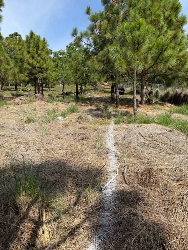 Terreno en venta dentro del bosque , foto 7 de 8