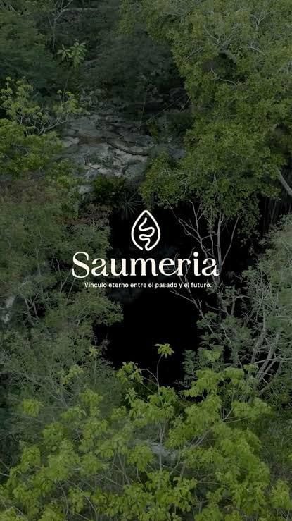 Saumeria Lavanda Fase 1