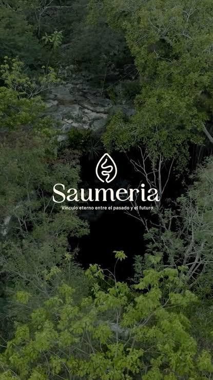 Saumeria Lavanda Fase 1